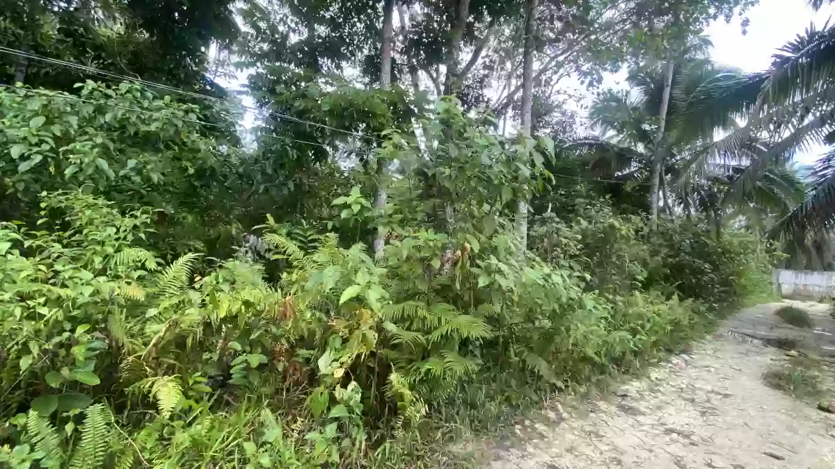 For Sale: Residential Lot in Campagao, Bilar — 4,588 sqm — Residential Lot in Loay Interior Road, Campagao, Bilar — Photo 5