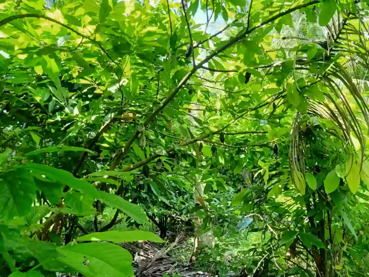 Agricultural land for sale not CLOA title , Barangay Alegria , Alabel , Sarangani — Agricultural Lot in Alabel, Sarangani, 9501 — Photo 2