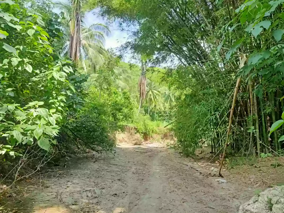 Agricultural land for sale not CLOA title , Barangay Alegria , Alabel , Sarangani — Agricultural Lot in Alabel, Sarangani, 9501 — Photo 5