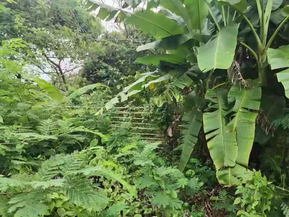 For Sale: Residential Lot in Brgy. Lipata, Surigao City — 275 sqm — Residential Lot in Surigao City, Surigao del Norte, 8400 — Photo 5