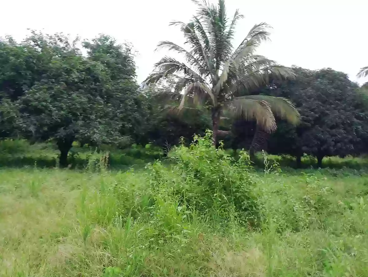 Open photo 12 of 13 — For Rent: Agricultural Lot in Upper Klinan, Polomolok — 10000 sqm