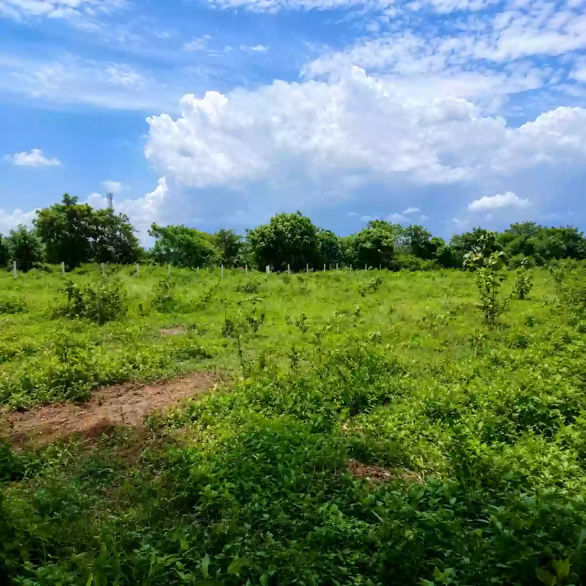 Rush Sale: 69,879 SQM INDUSTRIAL LAND BELOW ZONAL VALUE Strategically Located Along Crisanto M. De Los Reyes Avenue, General Trias, Cavite — Industrial Lot in Gen. Trias, Cavite, 4107 — Photo 4