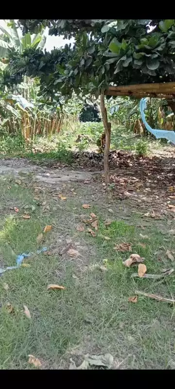 For Sale — Agricultural Lot in San Nicolas, Panabo, Davao del Norte — Photo 4