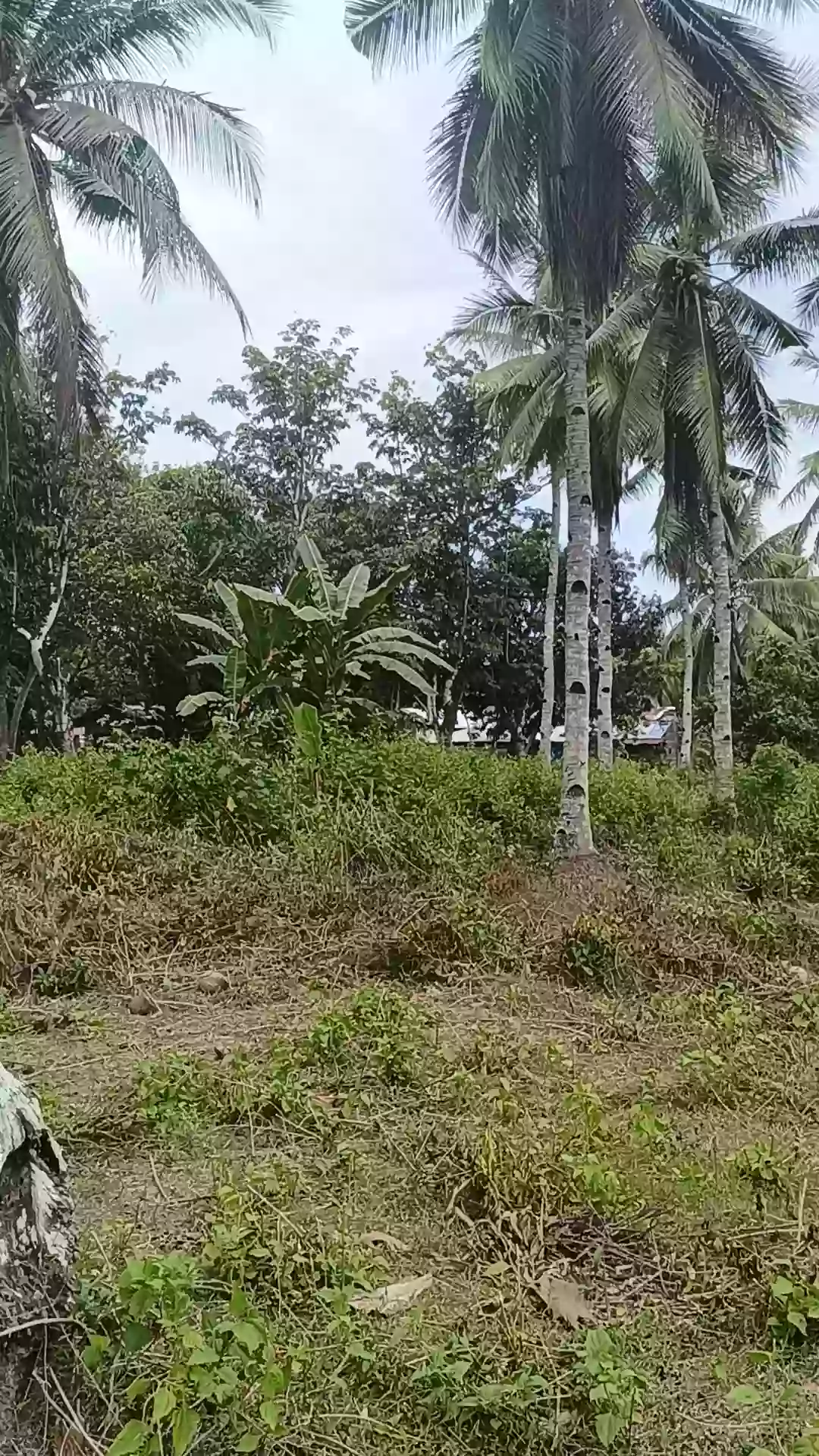 Open photo 14 of 21 — For Sale Commercial Lot in Matiao, Mati City — 7,329 sqm