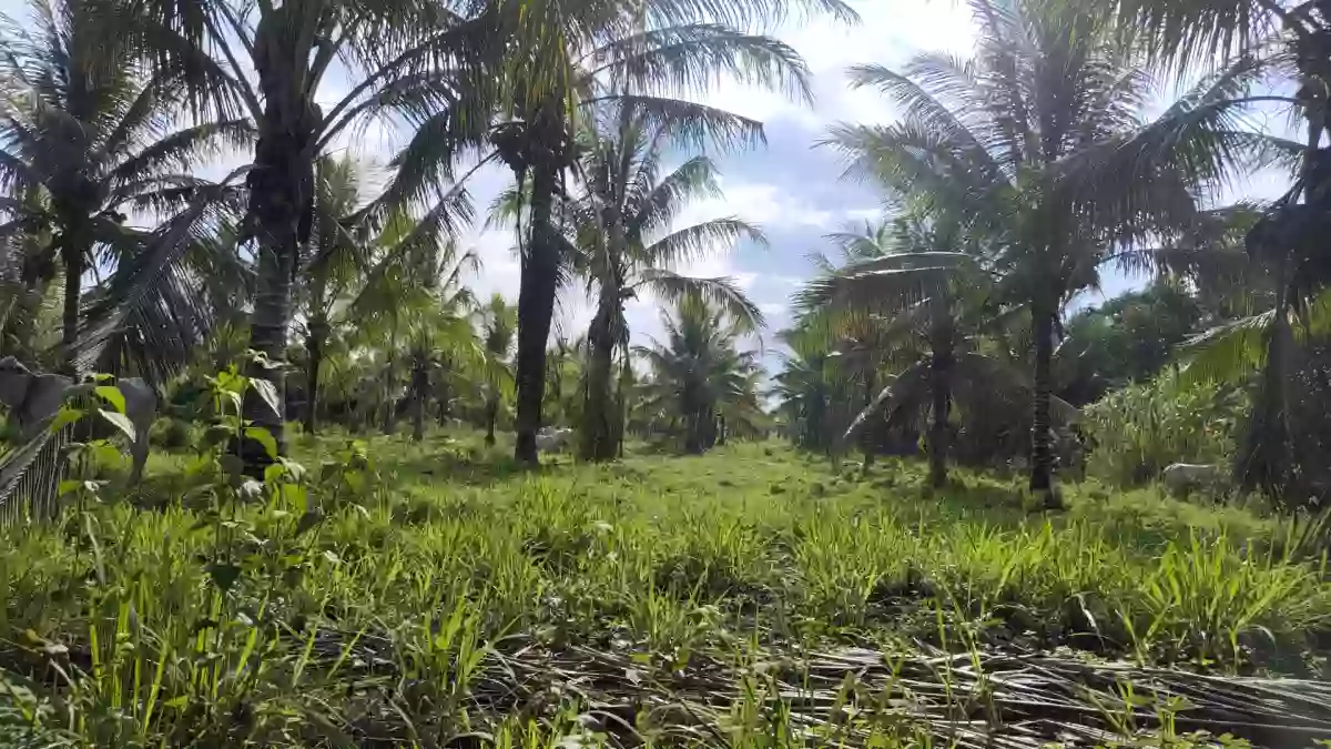 For Sale: Agricultural Lot in Silway 7, Polomolok — 10000 sqm — Agricultural Lot in Polomolok, South Cotabato, 9504 — Photo 3
