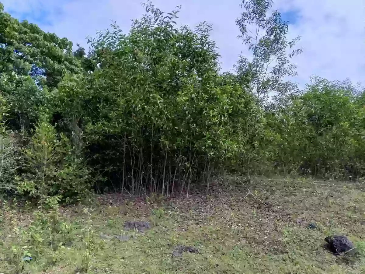 For Sale: Residential Lot in Tawala, Panglao — 200 sqm — Residential Lot in Panglao, Bohol, 6340 — Photo 4