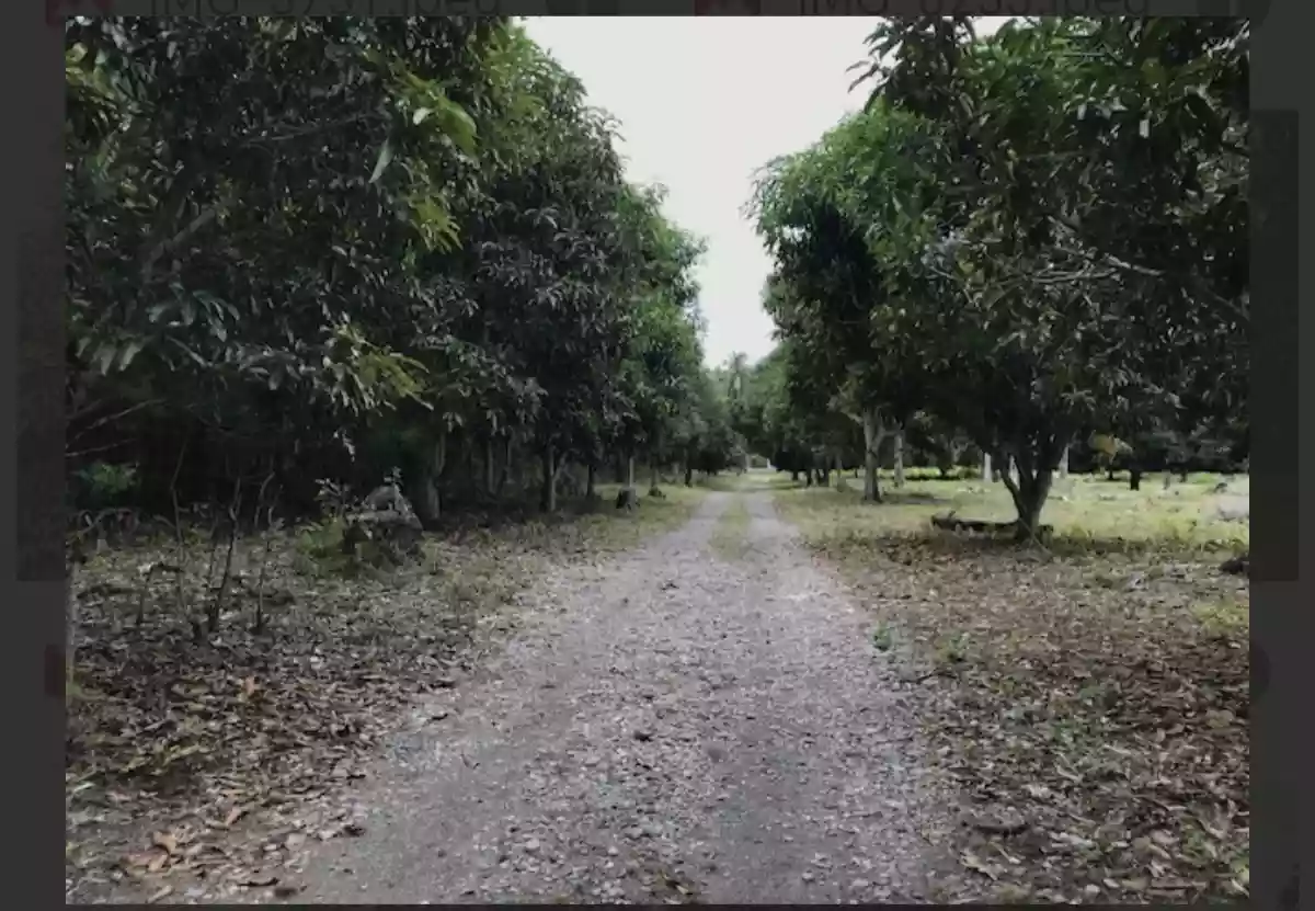 Beach lot Property — Beach Lot in Kamanga, Maasim, Sarangani — Photo 5