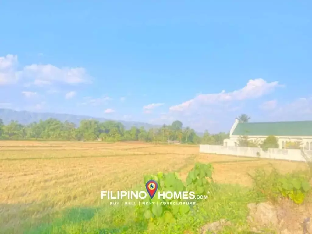 Rice Field along National Highway - photo 2