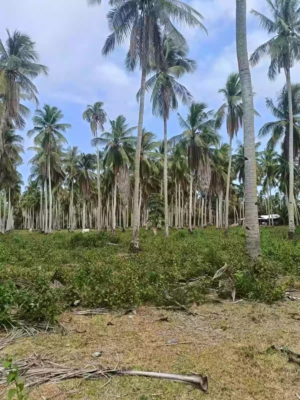 For Sale: Agricultural Lot in Bobon, Mati — 54,432 sqm — Agricultural Lot in Bobon, Mati, Davao Oriental — Photo 7