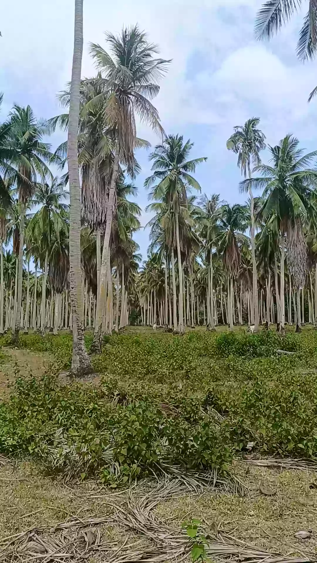 For Sale: Agricultural Lot in Bobon, Mati — 54,432 sqm — Agricultural Lot in Bobon, Mati, Davao Oriental — Photo 6