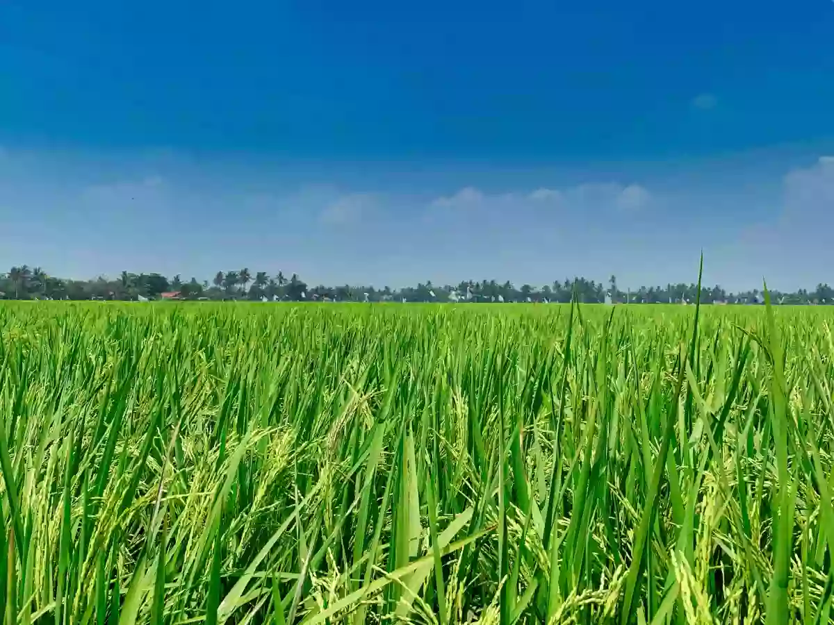 For Sale: 10-hectare Rice Land in Trento, Agusan del Sur — Agricultural Lot in Poblacion, Trento, Agusan del Sur — Photo 5