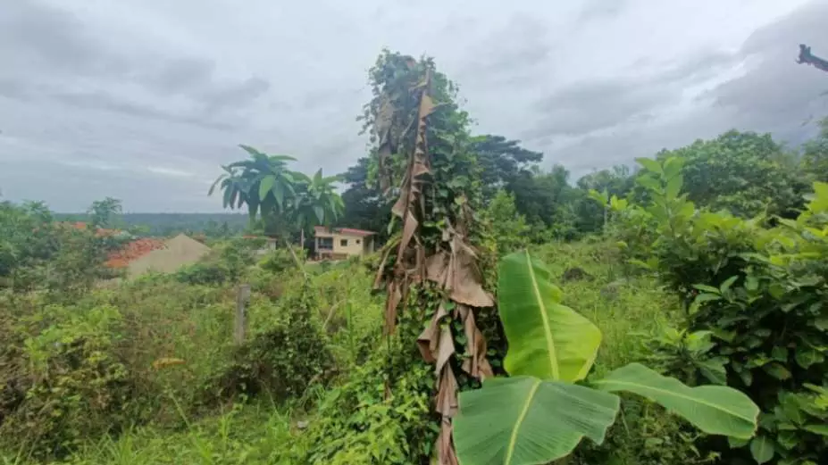 For Sale: Prime Overlooking Lot in Valencia, Negros Oriental/ Dumaguete City - photo 7