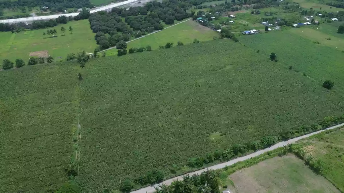 For Sale: Agricultural Lot in Cannery Site, Polomolok — 40000 sqm — Agricultural Lot in Polomolok, South Cotabato, 9504 — Photo 3