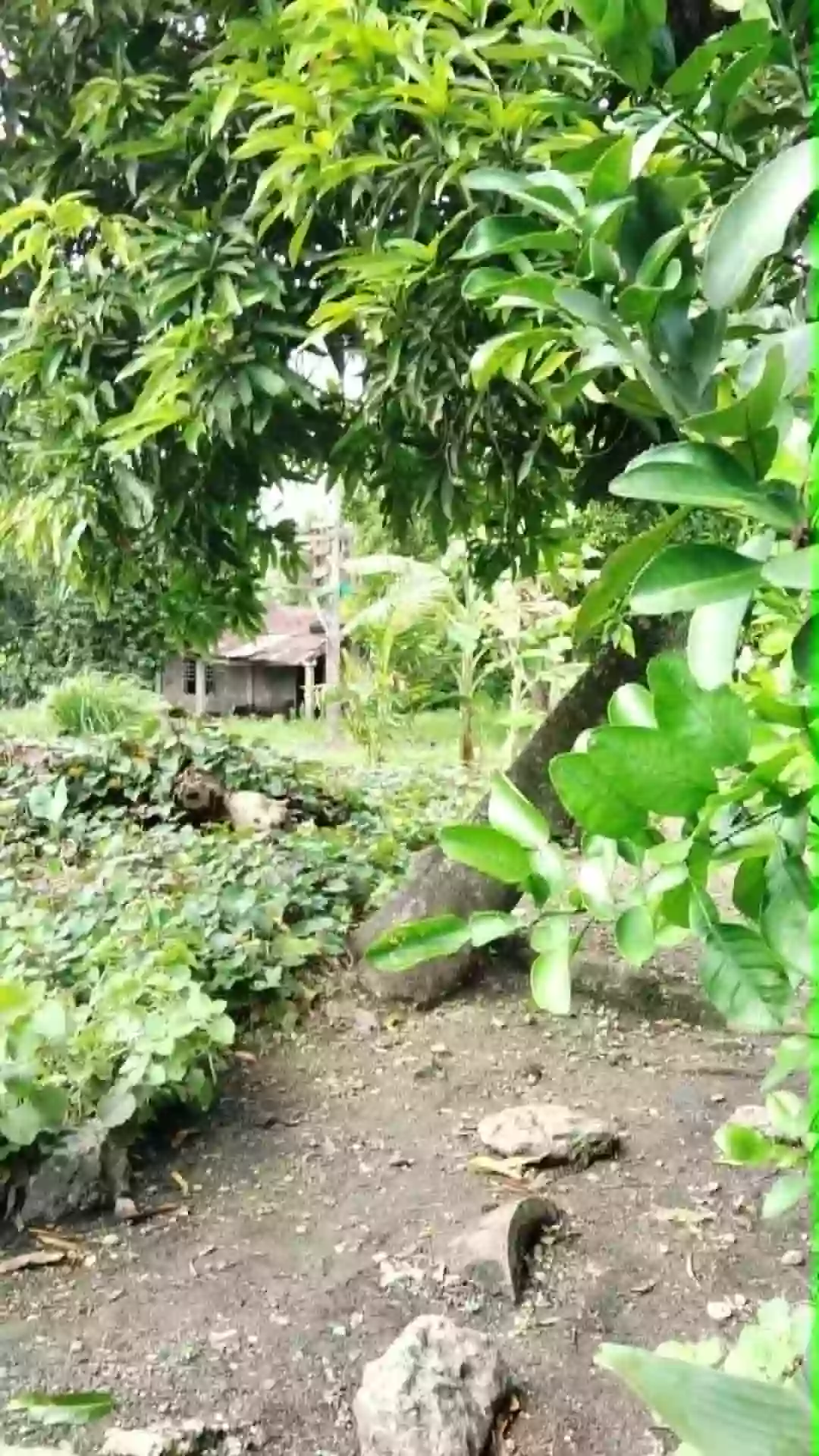 Agricultural Lot For Sale — Agricultural Lot in San Vicente, Pamplona, Camarines Sur — Photo 2