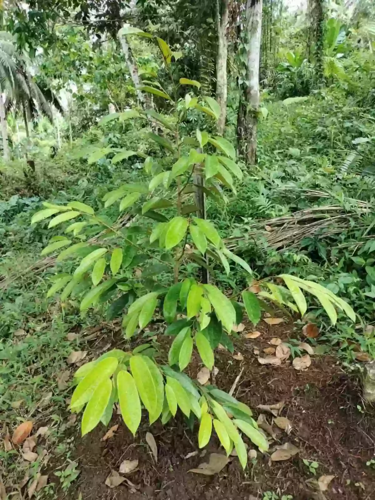For Sale: Agricultural Lot in Bangayan, Kitcharao — 27000 sqm — Agricultural Lot in Kitcharao, Agusan del Norte, 8609 — Photo 7
