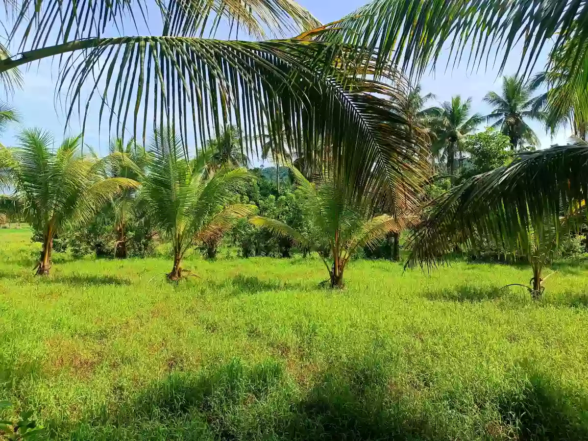 For Sale: Agricultural Lot in Inalig, Atimonan, Quezon — 5815 sqm — Agricultural Lot in Atimonan, Quezon, 4331 — Photo 3