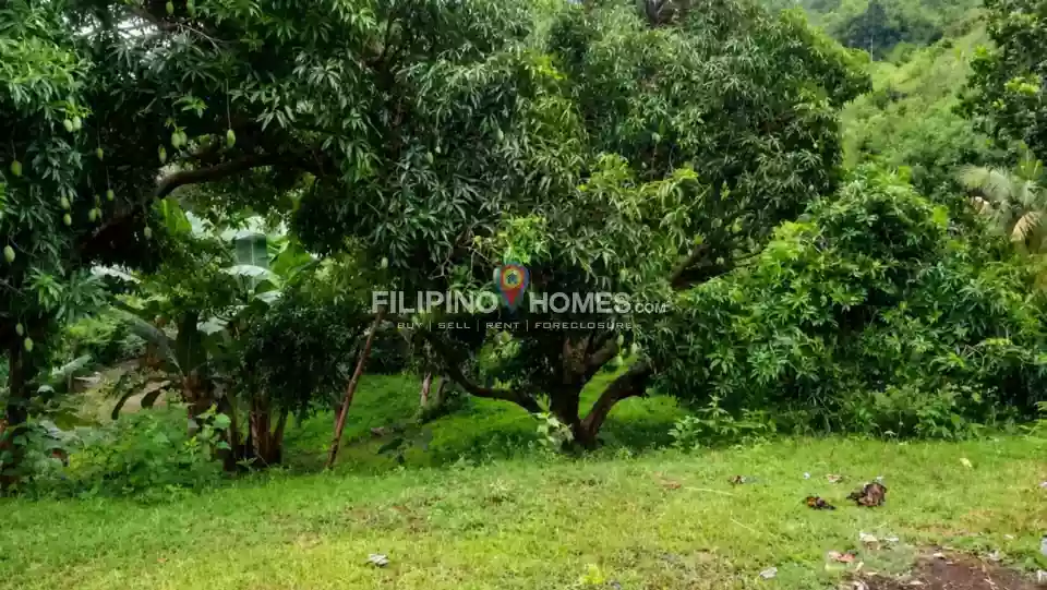 For Sale: Agricultural Lot in Anick, Pigkawayan — 46096 sqm — Agricultural Lot in Pigkawayan, Cotabato, 9412 — Photo 2