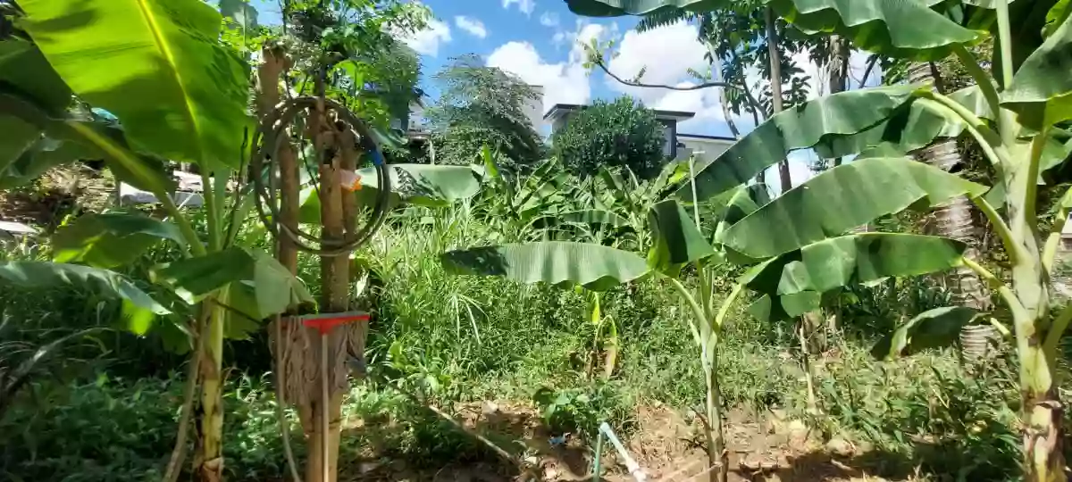 FOR SALE: 1,079 sqm Residential Lot in Pit-os Talamban, Cebu City