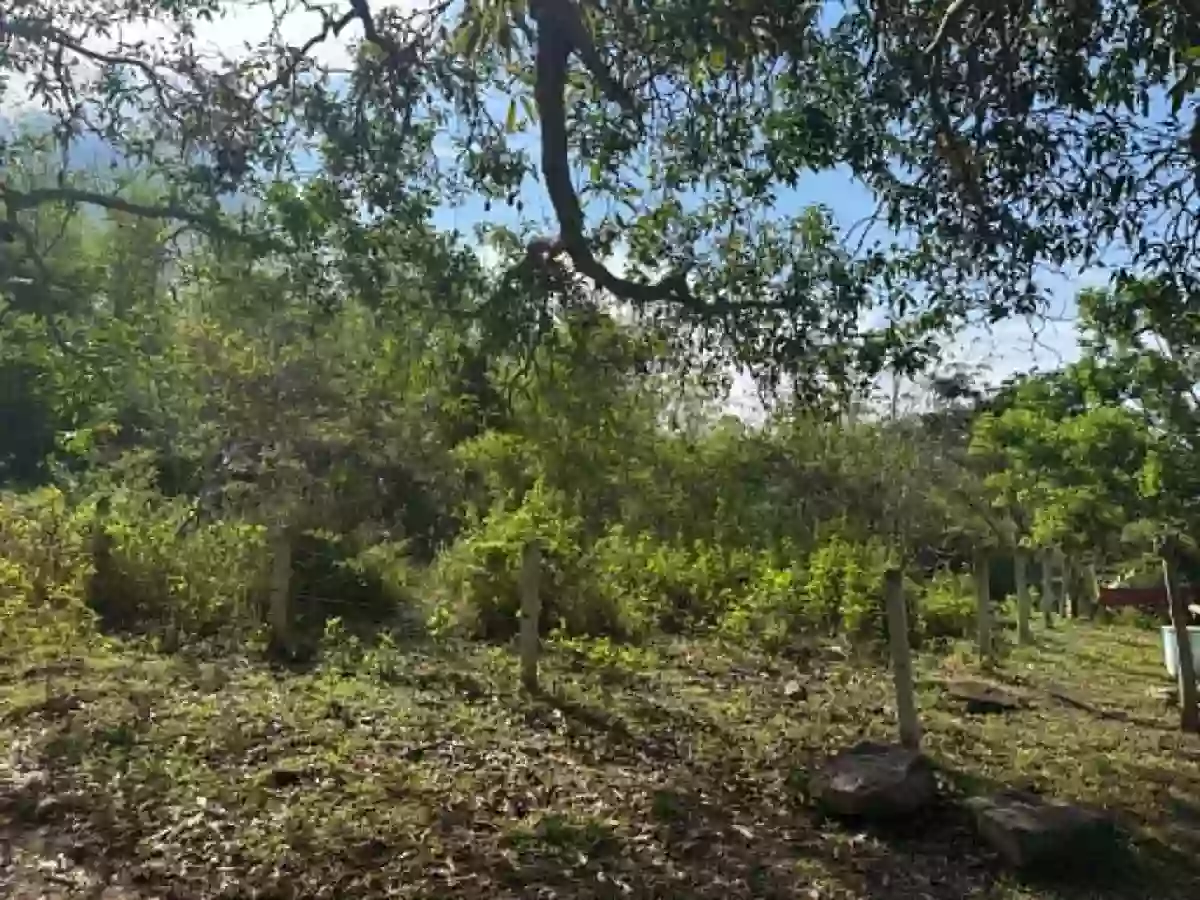 Agricultural Lot for Sale in Calabnugan, Sibulan — 2595 sqm — Agricultural Lot in Sibulan, Negros Oriental, 6201 — Photo 3