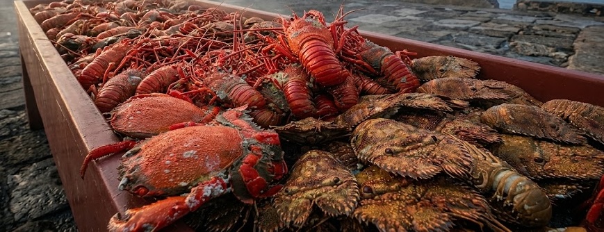 Fresh seafoods for displayed early morning.