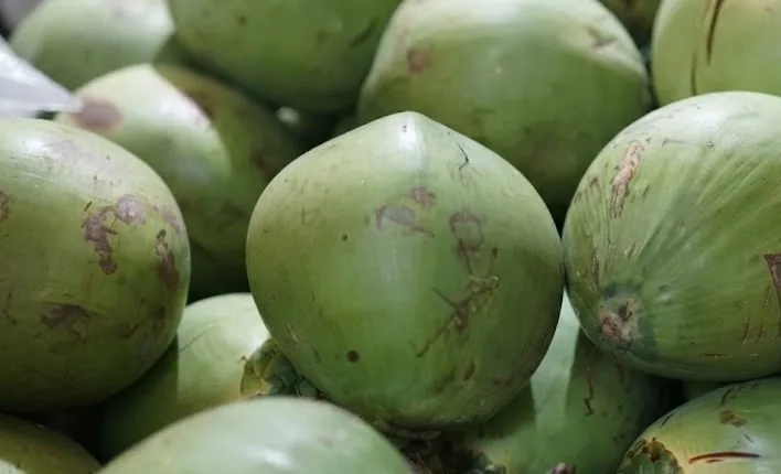 General Santos City Draws Fresh Coconut Investment as China Market Demand Opens New Agribusiness Opportunities