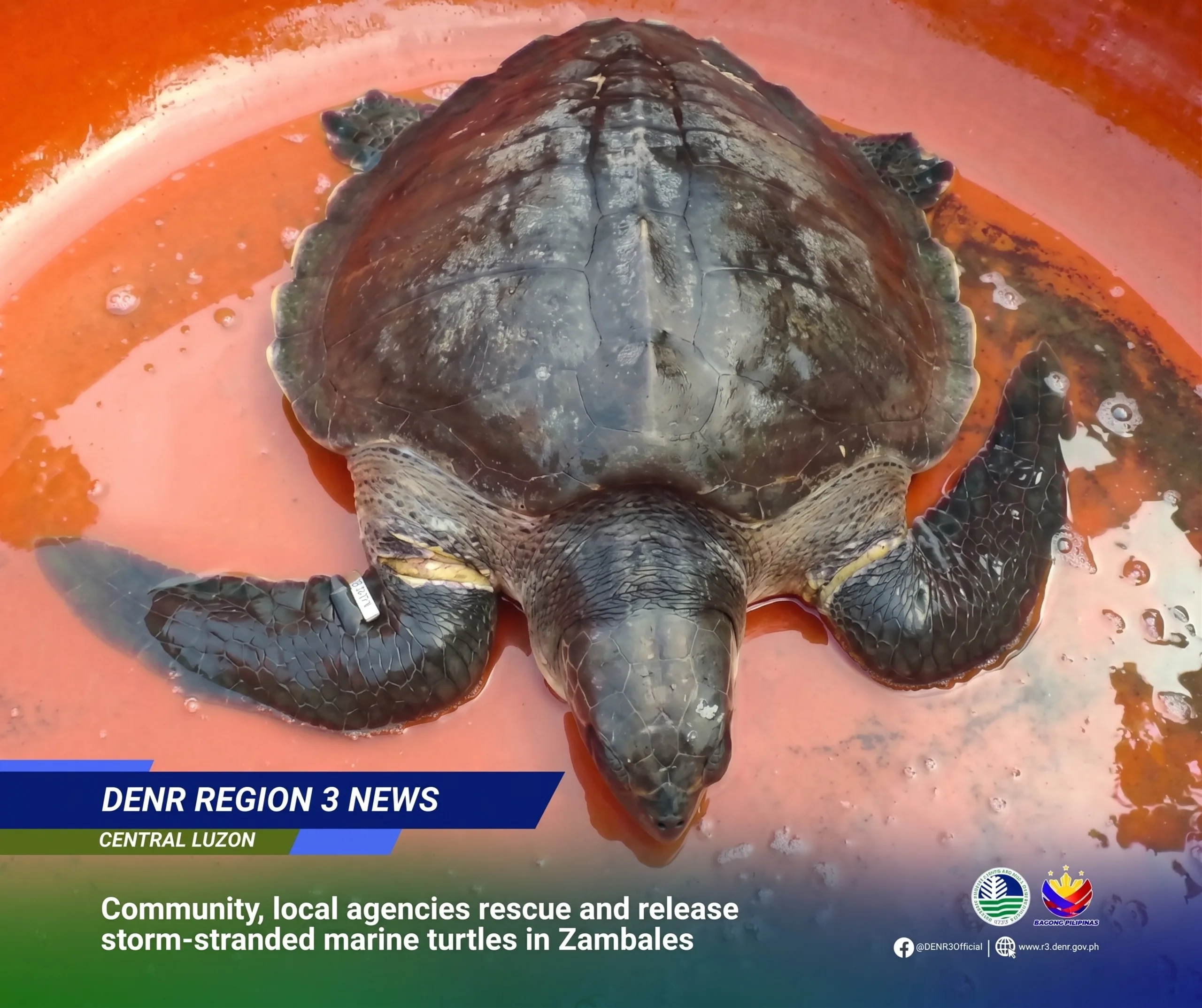 Rescued! Sea Turtles Saved from Monsoon Waves and Fishing Nets in Zambales