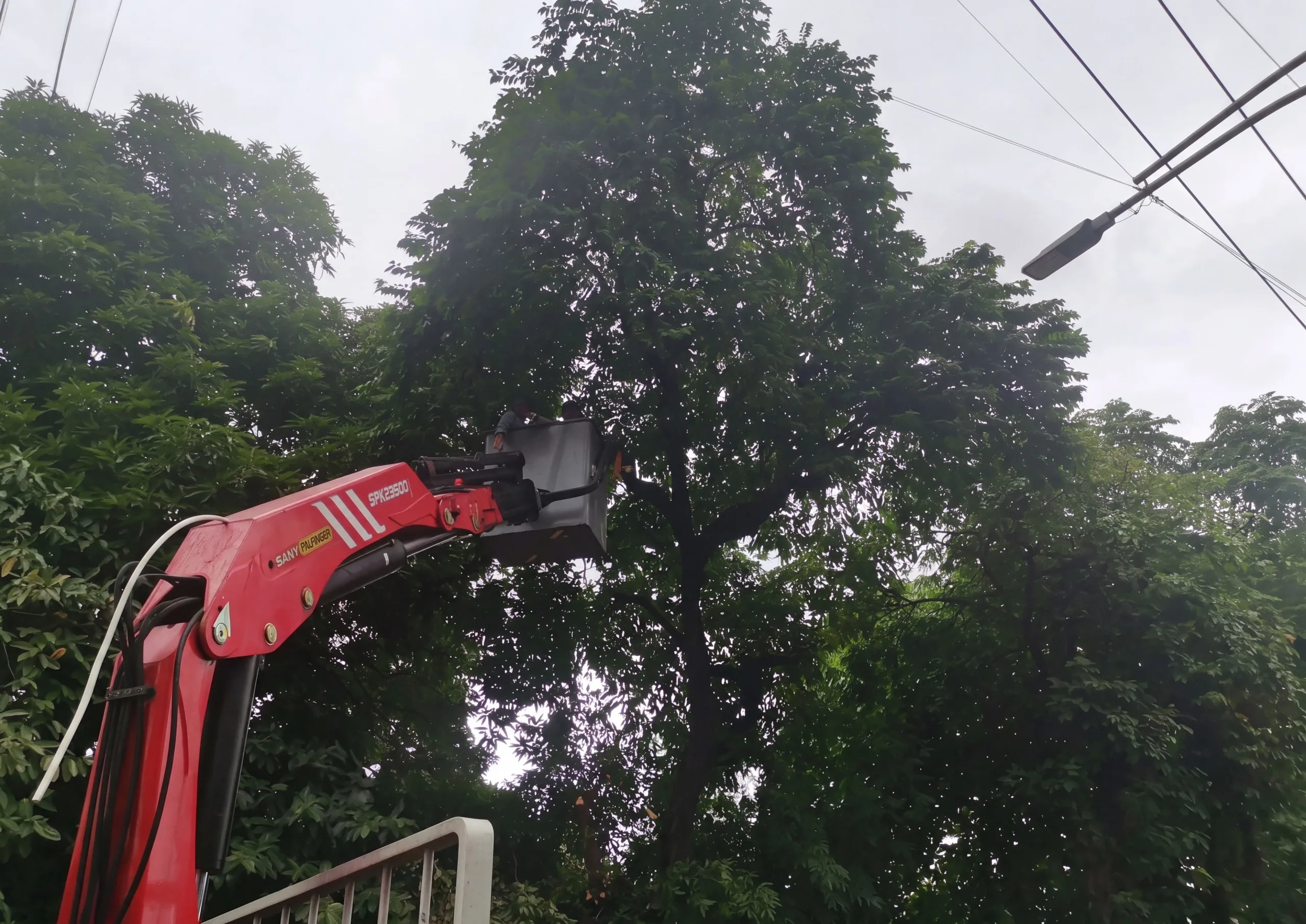 Makati DES Conducts Tree-Trimming Operations Across Five Barangays to Ensure Safe, Walkable Streets