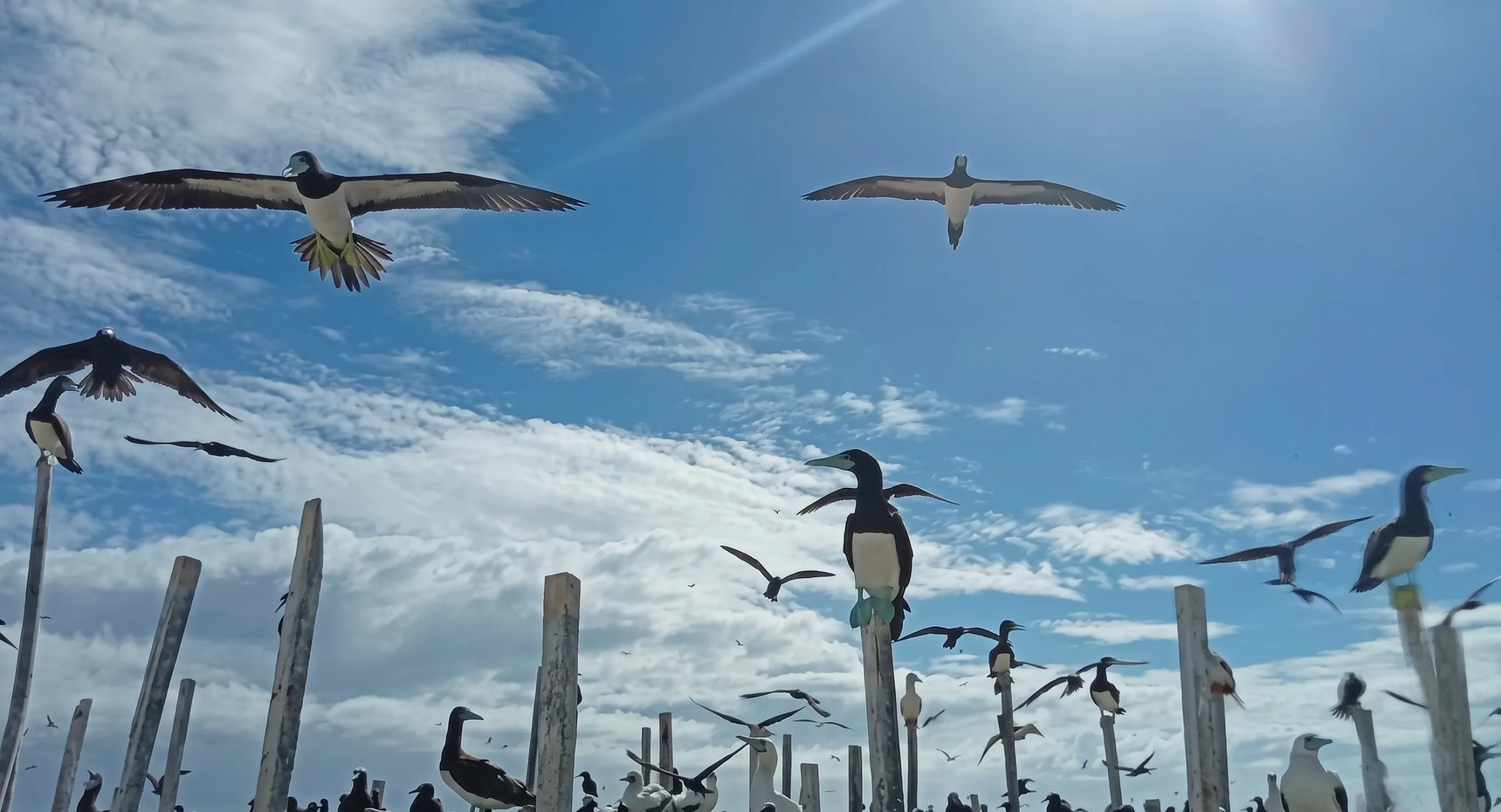 Photo Courtesy: Tubbataha Reefs Natural Park