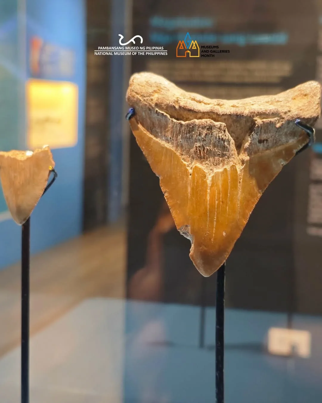 First Megalodon Fossils in Western Visayas Now on Display at National Museum Iloilo