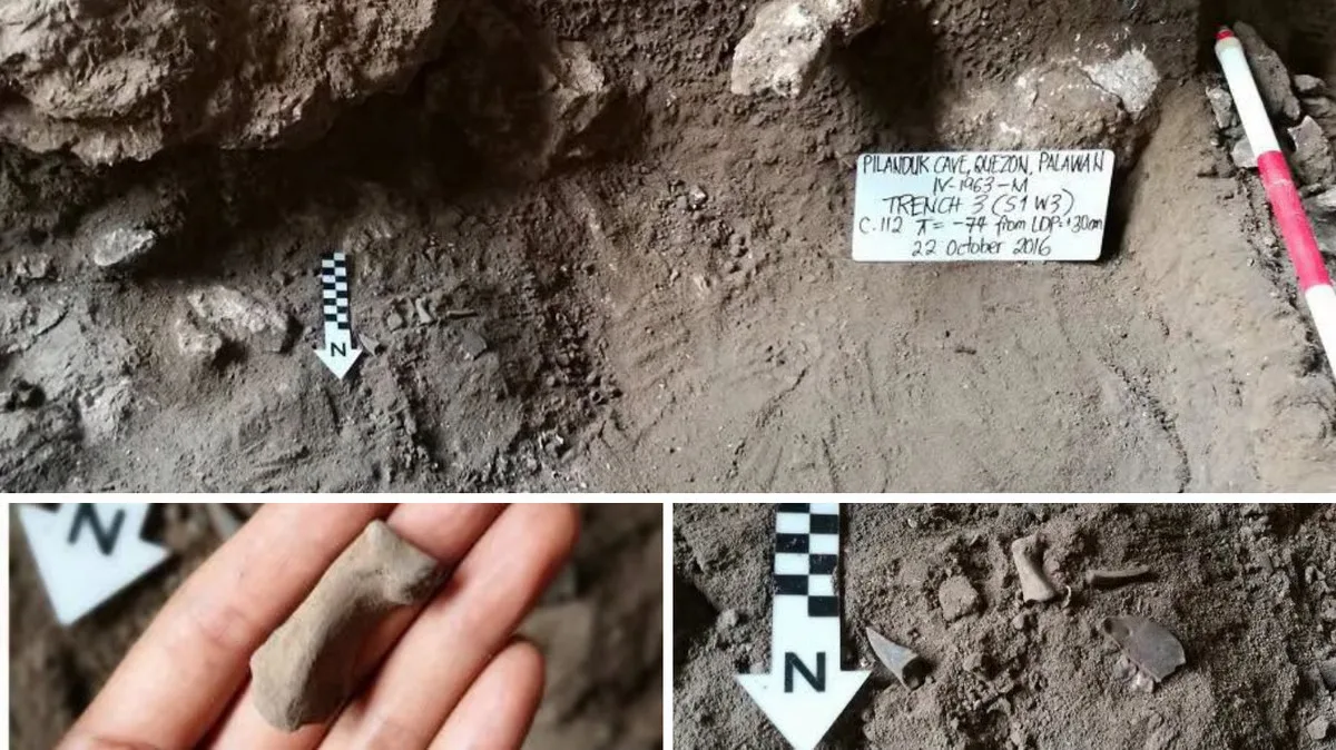 Rare Twenty Thousand Year Old Tiger Fossils Discovered In Palawan Reveal Prehistoric Island Secrets