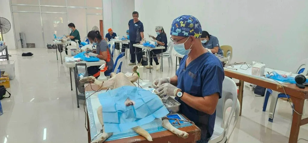 MIMAROPA Veterinary Teams Deploy Free Spay Neuter And Vaccination Services Across Northern Palawan