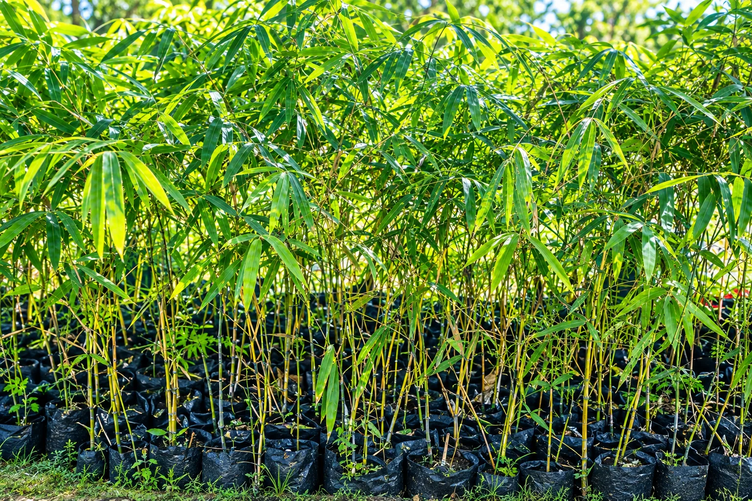 Photo Courtesy: Department of Agriculture - Eastern Visayas