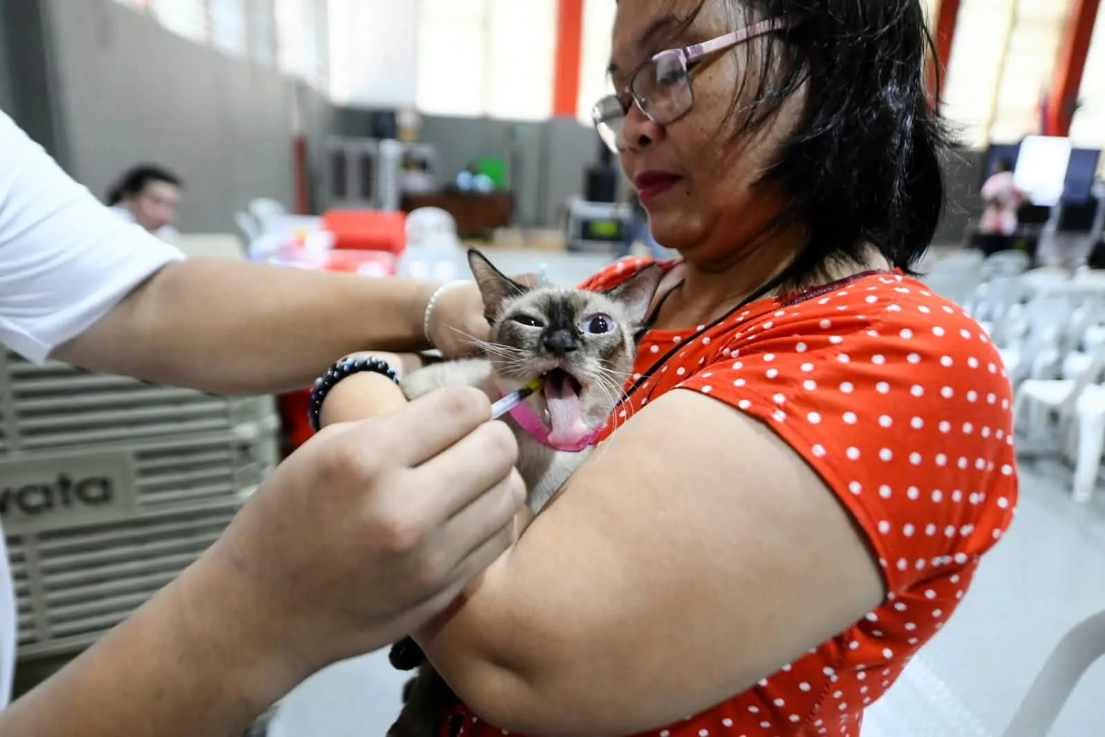 Taguig Expands Free Animal Healthcare Services to Promote Pet Welfare