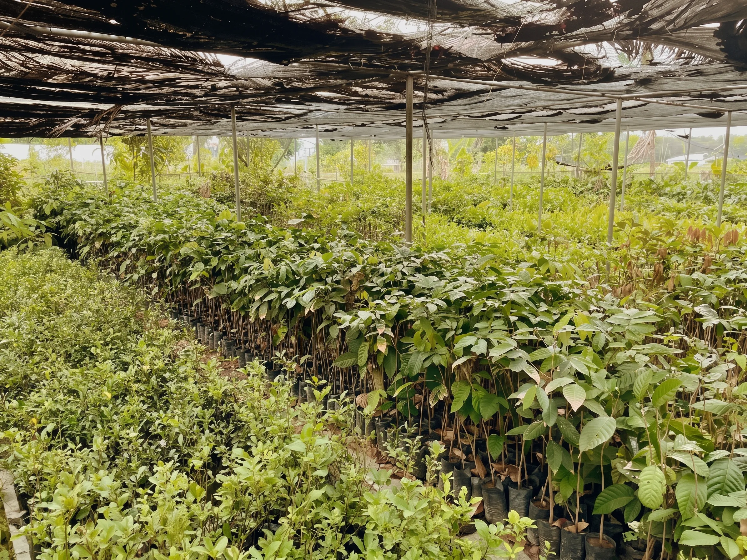 Palawan Steps Up Crop Protection With Accredited Nurseries Against Pests