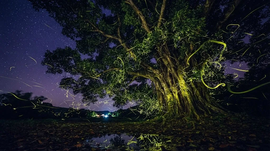 The Fireflies of Candijay Turn an Ordinary River Ride Into One of Bohol’s Most Unusual Night Trips