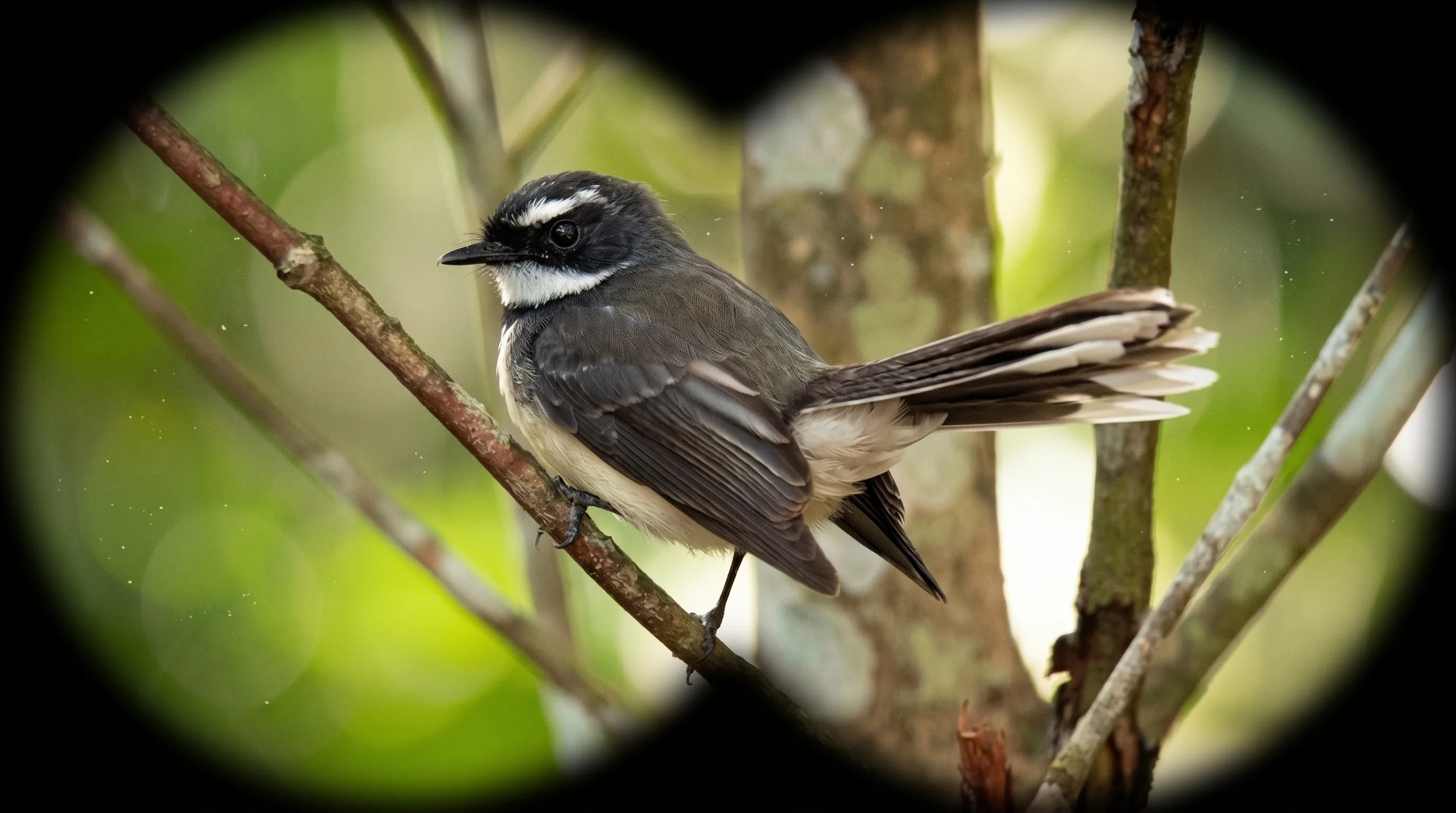 Conservation Triumph! Bohol Tracks Wildlife While Growing Tomorrow's Lush Forests!