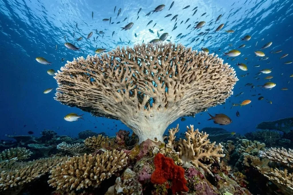 Coral Reef Observation and Marine Education in Negros Oriental