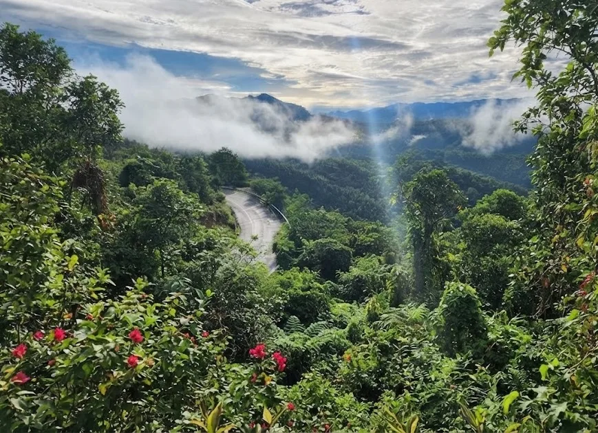 A refreshing view of a forest from the outskirts of the city.