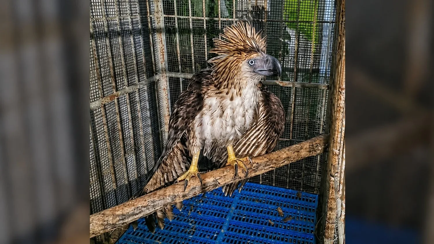 Sawaga-Dalwangan: Collective Efforts Bring Hope To Rescued Philippine Eagle’s Road To Recovery