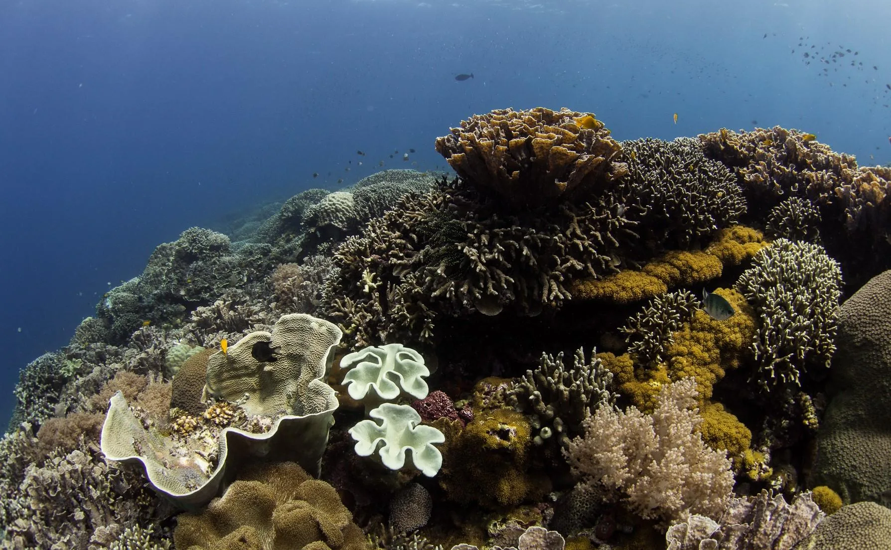 Masaplod Norte Marine Sanctuary and the Growth of Marine Ecotourism in Negros Oriental
