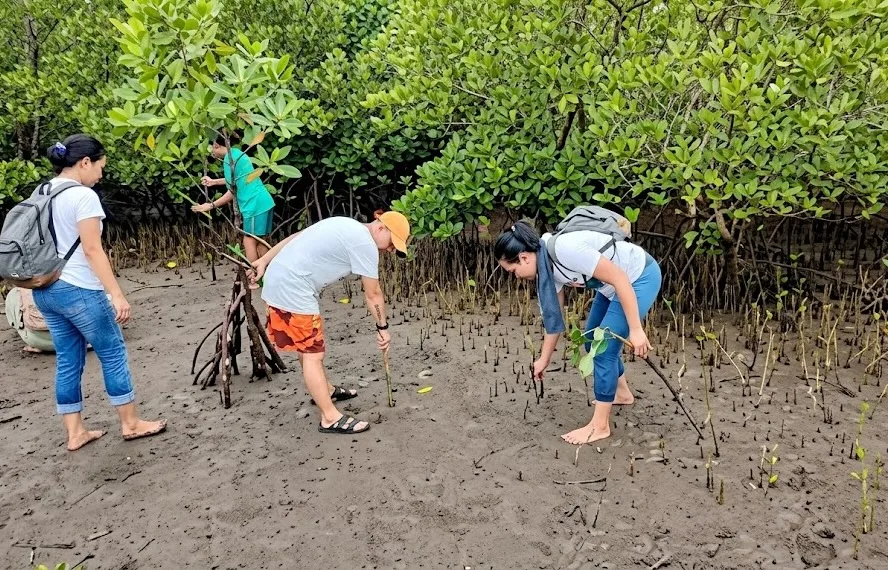How Ozamiz City's Mangrove Conservation Is Creating a Stronger Future for Coastal Communities