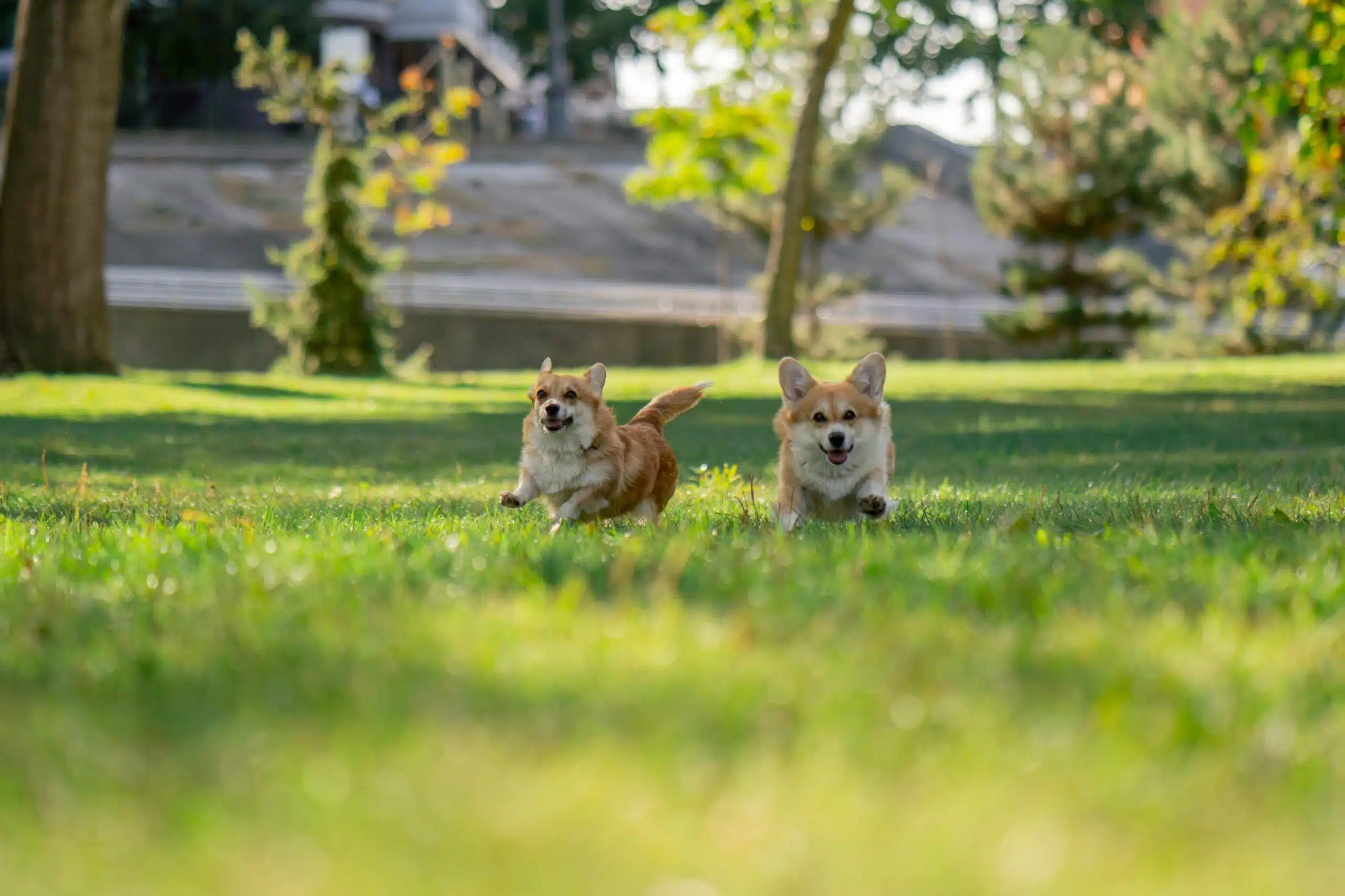 BGC Taguig 2026: Central Bark Becomes a Go-To Spot for Pet-Friendly Tourism