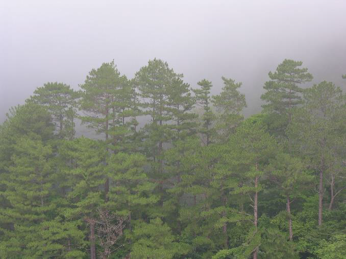 PHOTO COURTESY — https://leon.gov.ph/bucari-pine-forest/