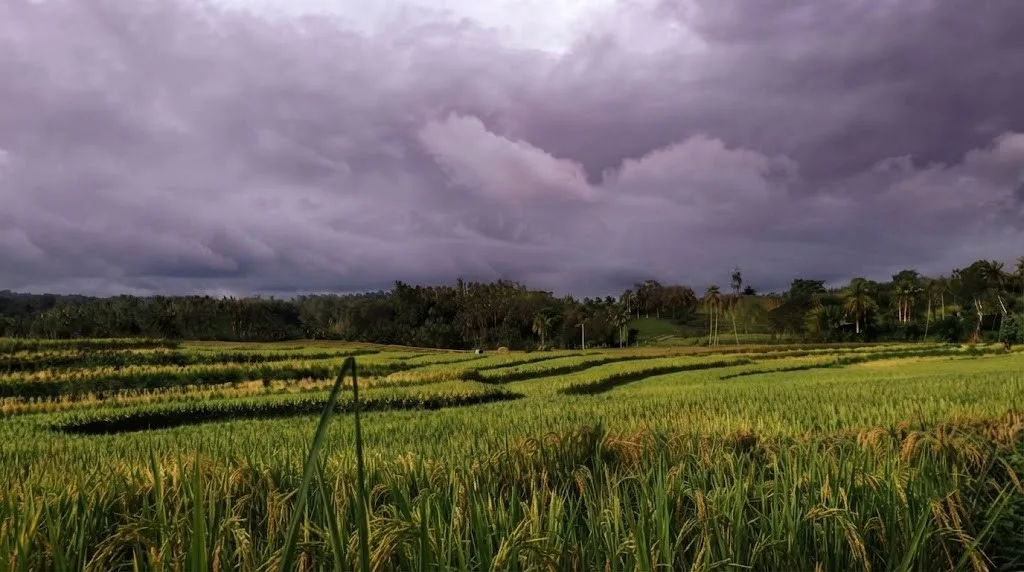 From Farm to Feast: How Bacolod's Beloved Chicken Inasal Begins in Negros' Rice Fields