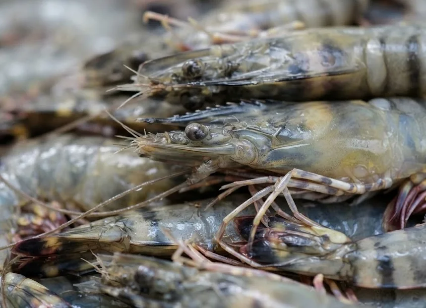 Freshly caught shrimps.