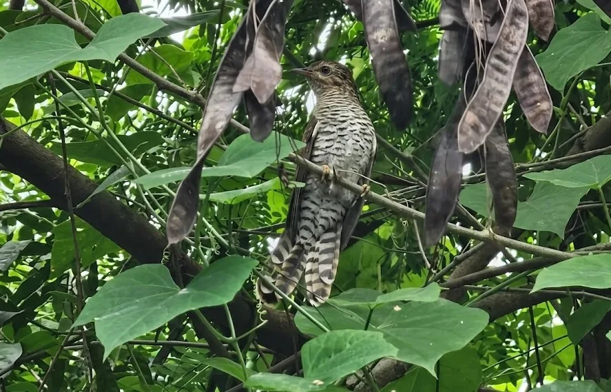 Why Birdwatchers Are Beginning to Notice the Wetlands Near Ozamiz City