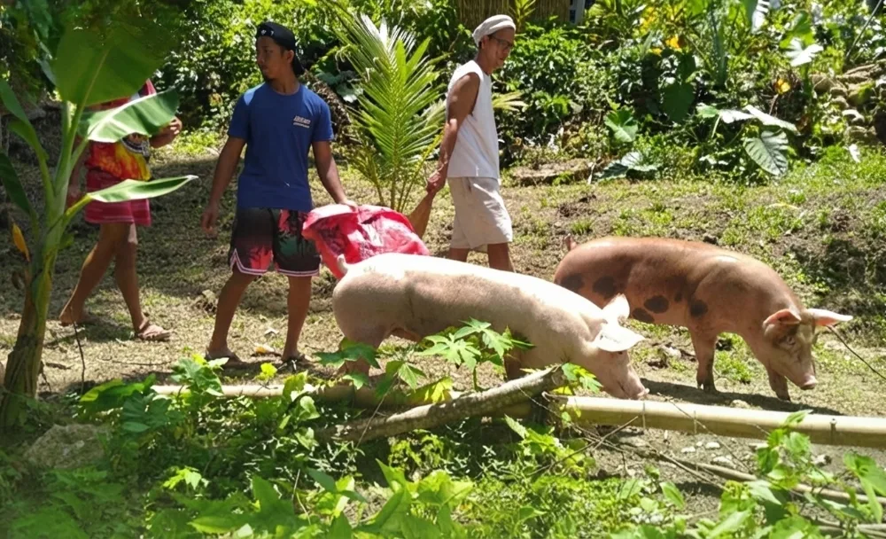 Fortified Borders: Cebu Maintains ASF-Free Status as DA-7 and Provincial Officials Enforce Strict Hog Entry