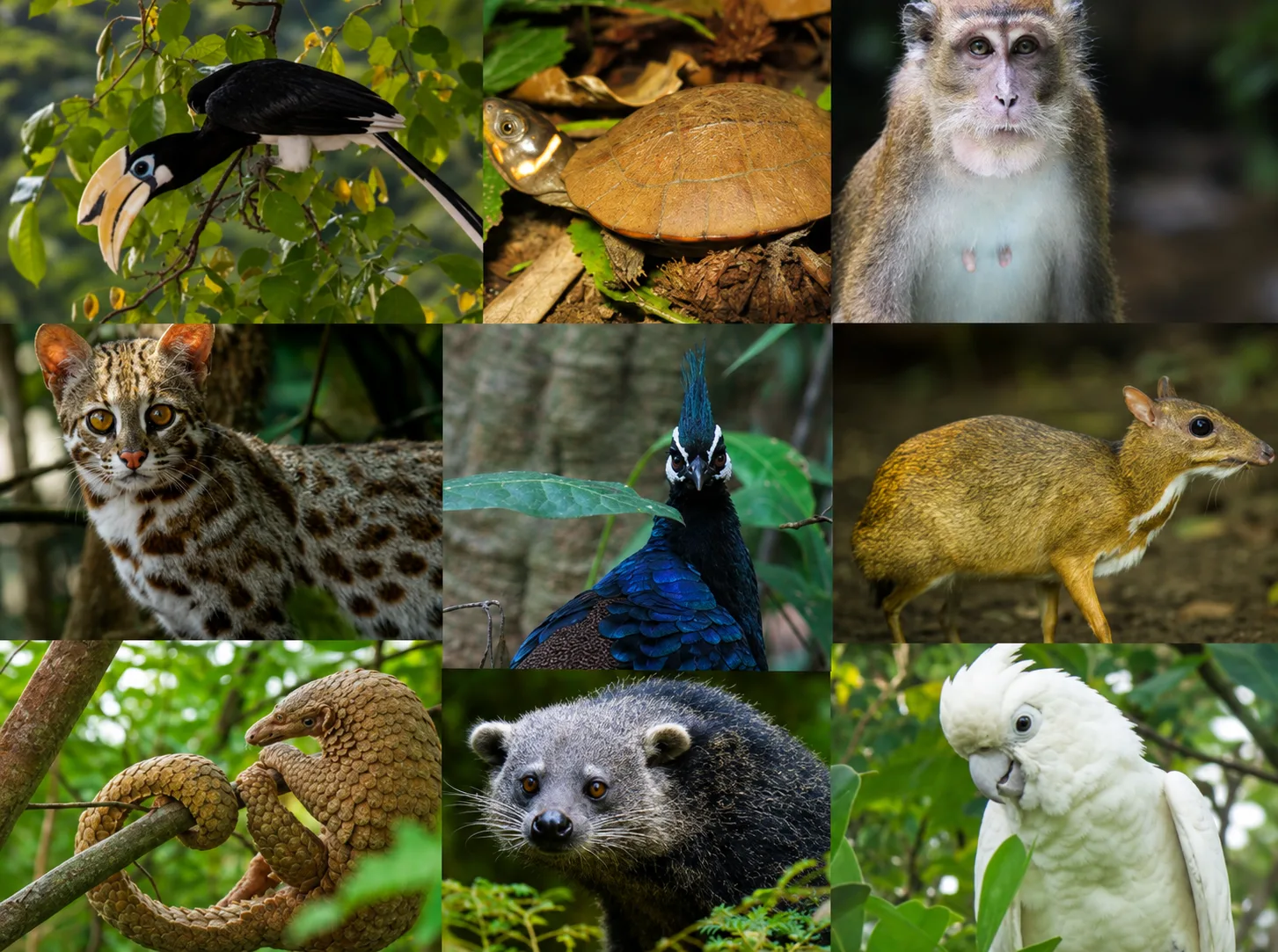 Meet Palawan’s Wildlife: Unique Animals and Conservation Success