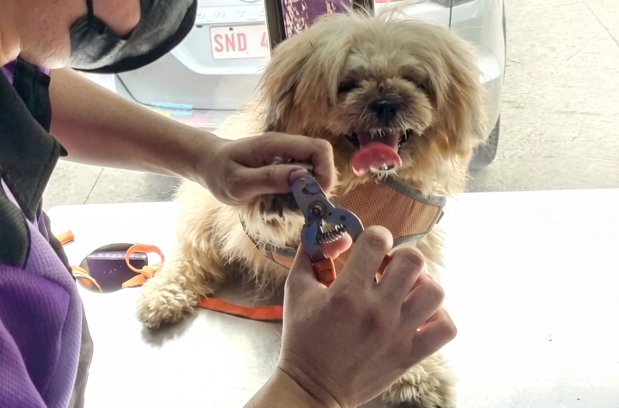 How Makati Turned World Animal Day Into a Celebration of Pet Care and Compassion