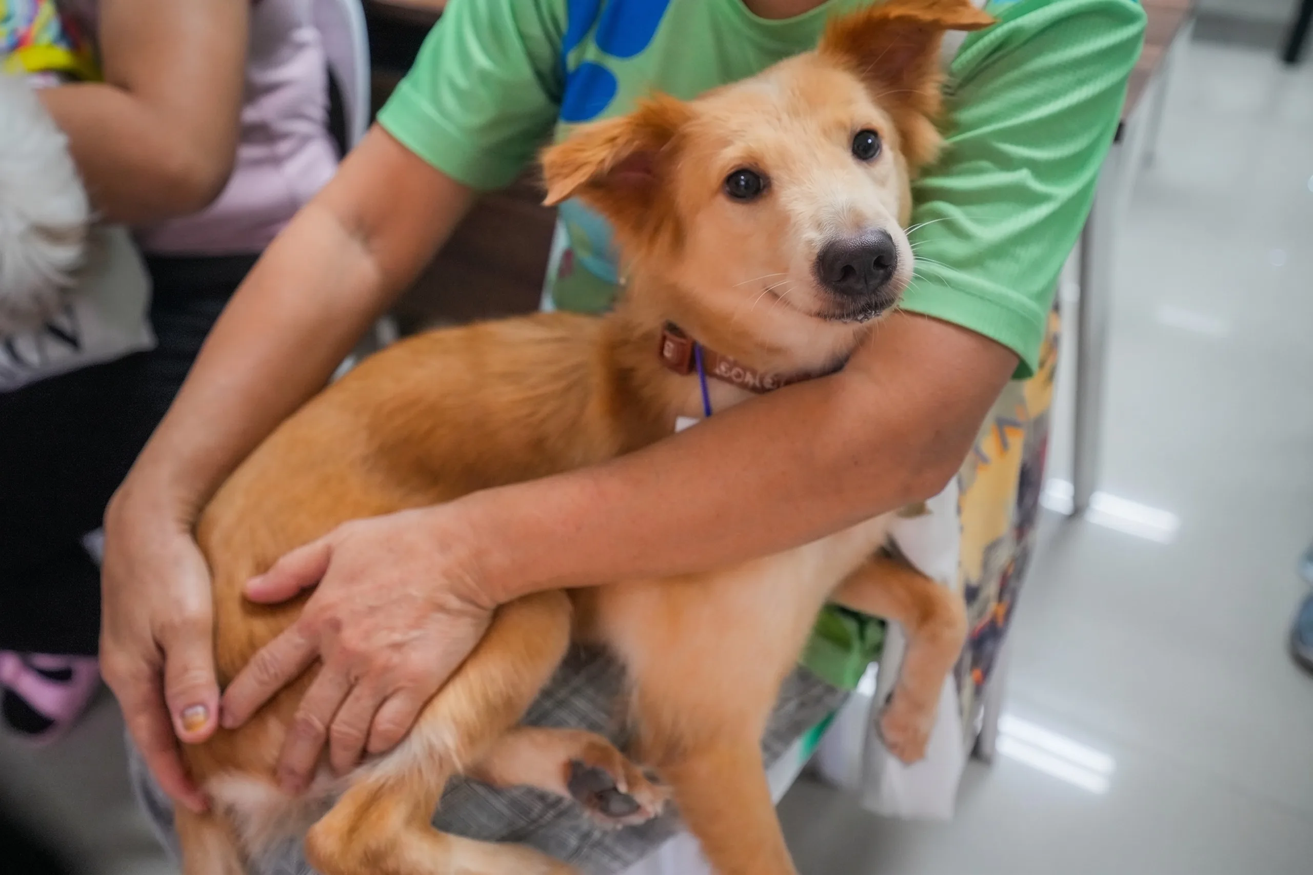 Free Spay, Neuter, and Vet Services in San Fernando — Hundreds of Furbabies Got the Care They Deserve